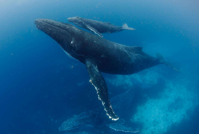 世界十大珍稀海洋动物 这些珍稀生物，你认识几种