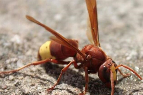世界十大最强昆虫 蝗虫上榜，第三能自己转化电能