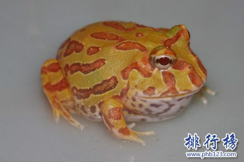 世界上最“招财”的青蛙,黄金角蛙（也被称作招财蛙）
