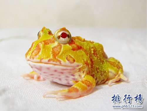 世界上最“招财”的青蛙,黄金角蛙（也被称作招财蛙）