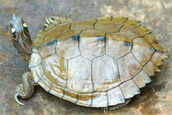 世界十大厉害龟 八角龟能让猎物血流不止,第五能把木船咬粉碎