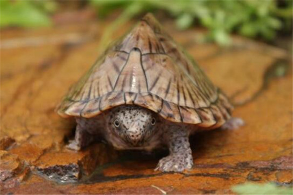 世界十大厉害龟 八角龟能让猎物血流不止,第五能把木船咬粉碎