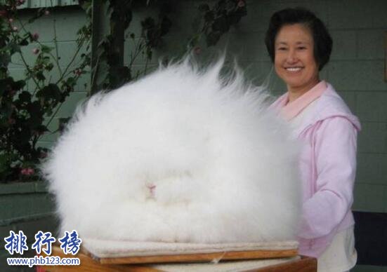 世界上毛最长的兔子：安哥拉兔，毛长达38厘米(仅露出嘴巴)