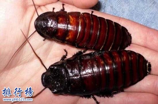 世界上最大的蟑螂：犀牛蟑螂(智商极高能听懂人话)