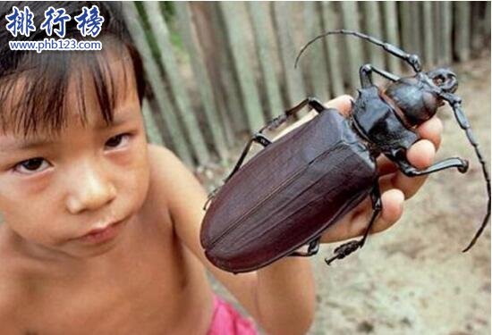 世界上最大的昆虫，泰坦甲虫长达21厘米