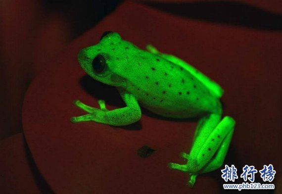 世界上第一种荧光蛙,南美圆点树蛙