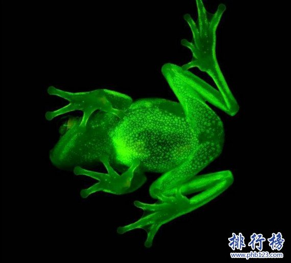 世界上第一种荧光蛙,南美圆点树蛙